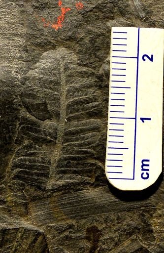 Pecopteris sp.