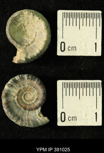 Amphiscapha catilloides