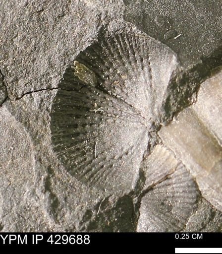 Devonochonetes coronatus