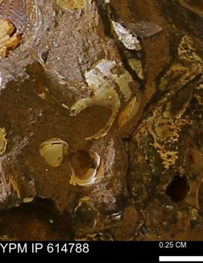 undet. Gastropoda