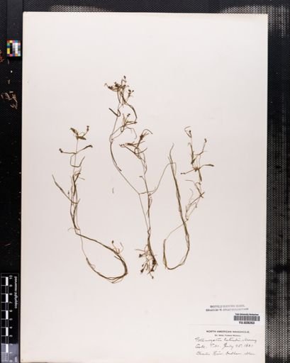 Potamogeton lateralis