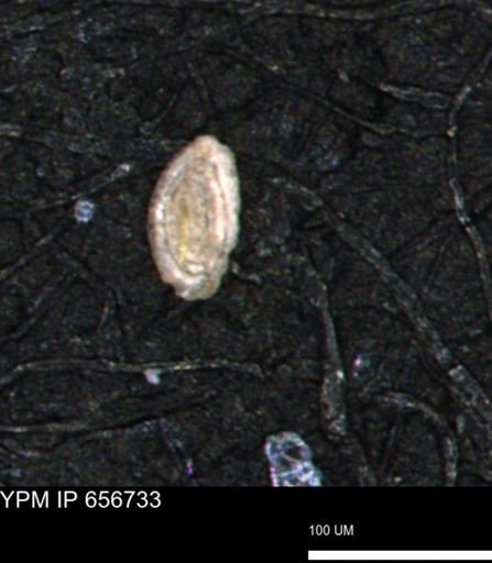 Spirolocammina planula