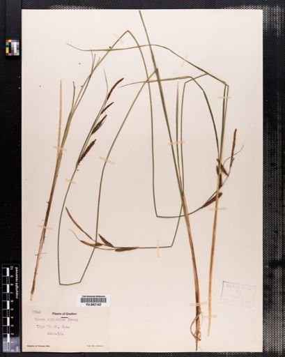 Carex stricta