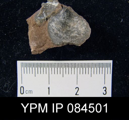 Parmorthis elegantula