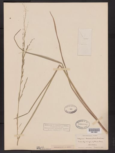 Glyceria borealis