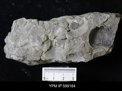 Hebertella sp.