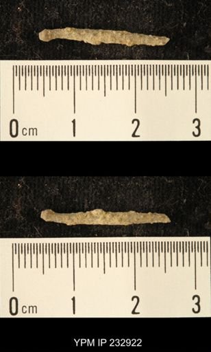 Archaeocidaris sp.