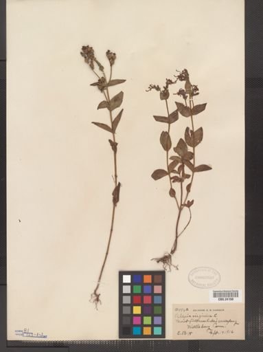 Rhexia virginica