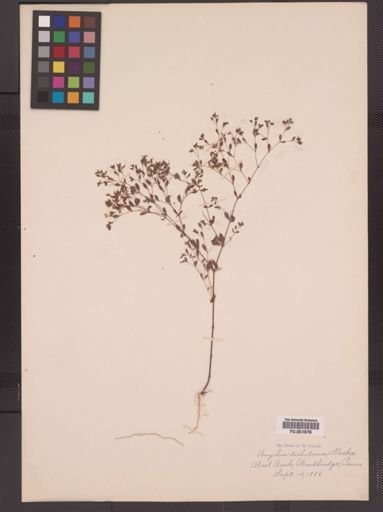Paronychia canadensis