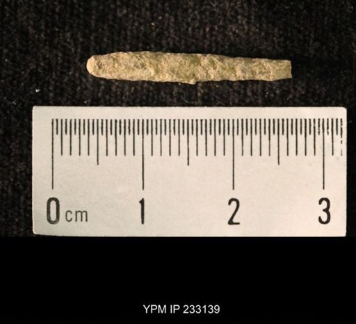 Archaeocidaris sp.