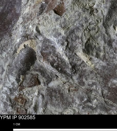 undet. Bivalvia