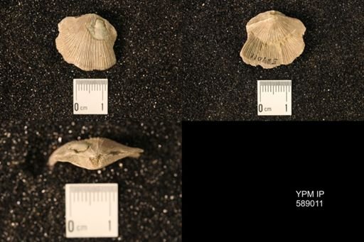Dinorthis subquadrata