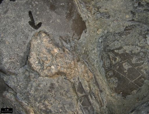Aplocoma damesii