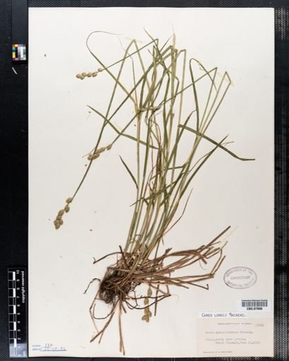 Carex longii