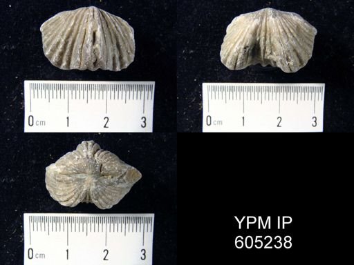 Platystrophia acutilirata