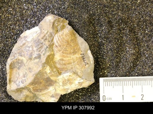Inoceramus?