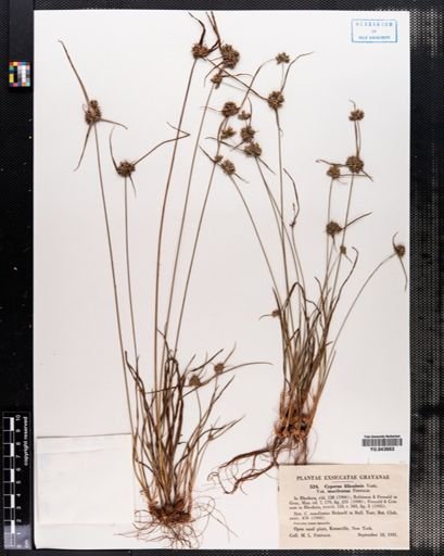 Cyperus filiculmis