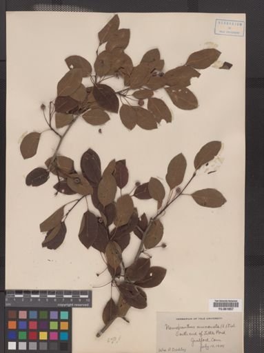 Ilex mucronata