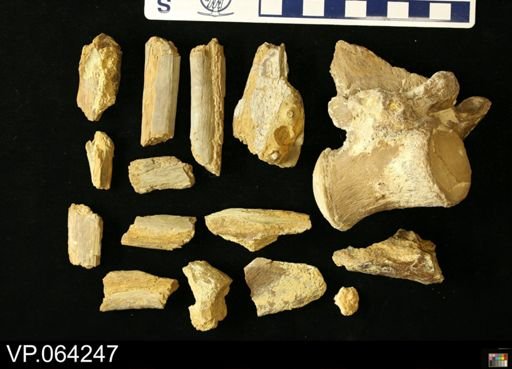 undet. Mosasauridae