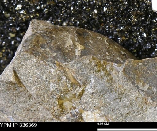 Discoscaphites?