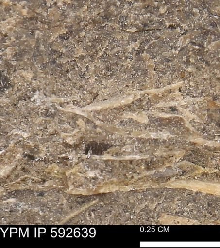 undet. Mollusca
