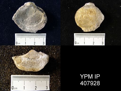 Productus productus