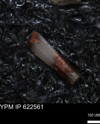 undet. Echinoidea