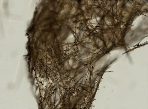 Halichondrida