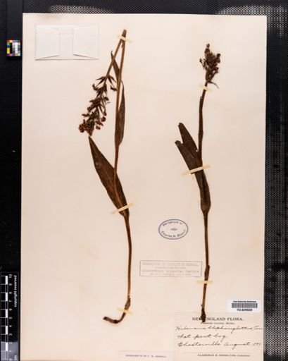 Habenaria