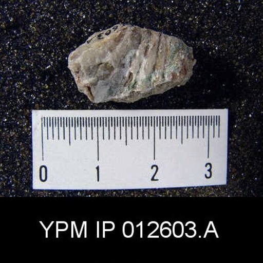 Camarophoria venusta