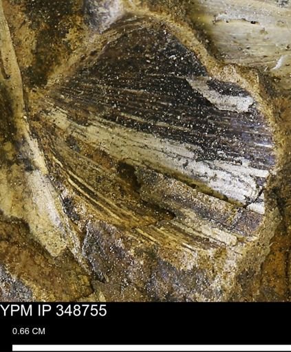 undet. Bivalvia