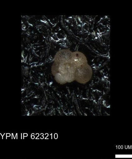 undet. Globigerinina