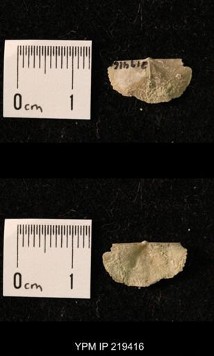 Chonetes granulifer