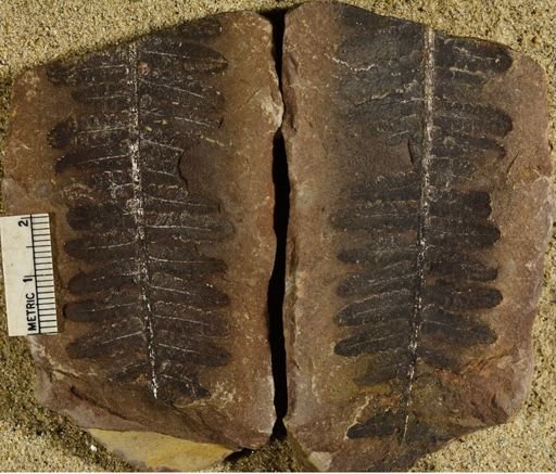Pecopteris