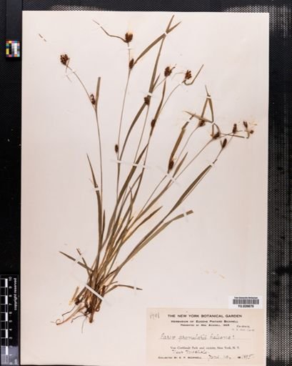 Carex granularis