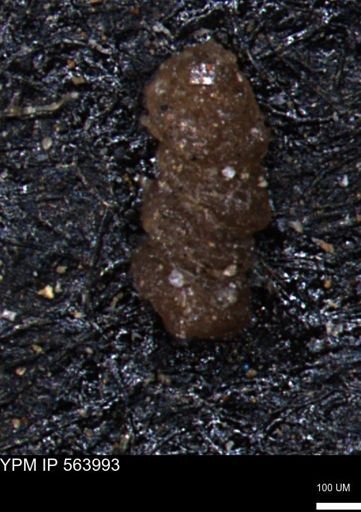 Ammobaculites euides