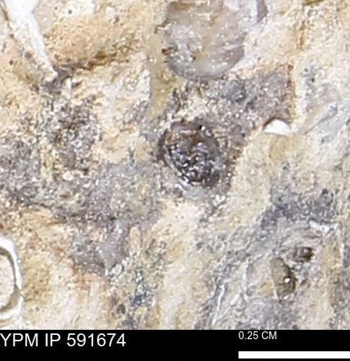 Serpulidae
