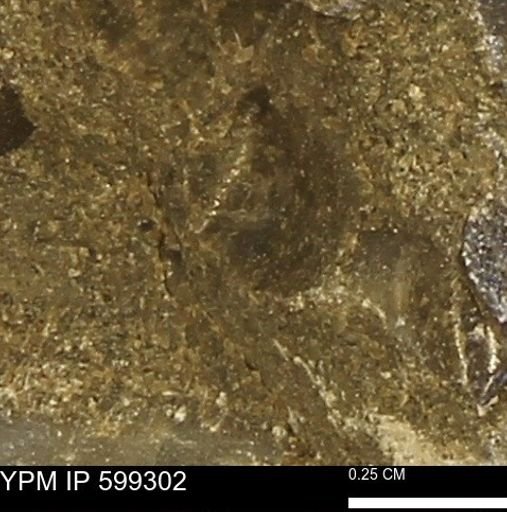 Protocardia subquadrata