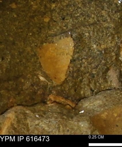 Protocardia subquadrata