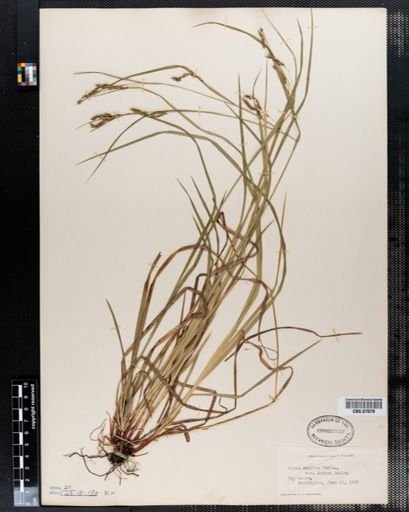 Carex debilis
