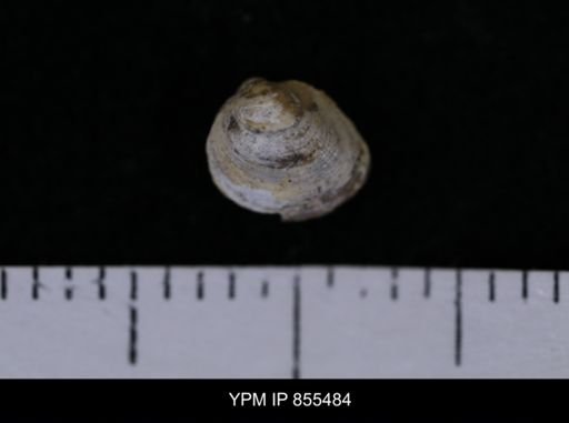 Limopsis striatopunctatus