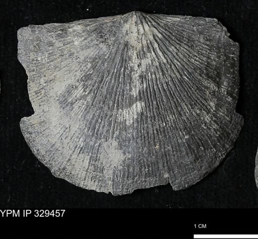Stropheodonta demissa