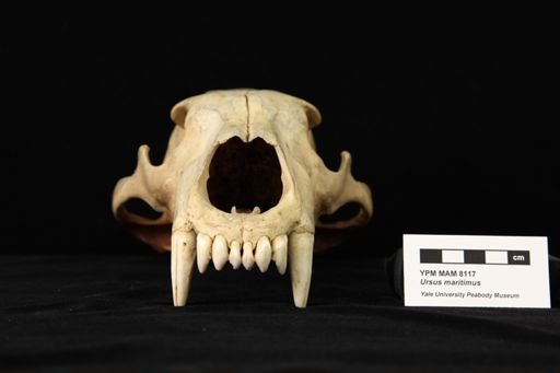 Ursus maritimus