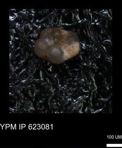 undet. Foraminiferida