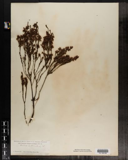 Plantae