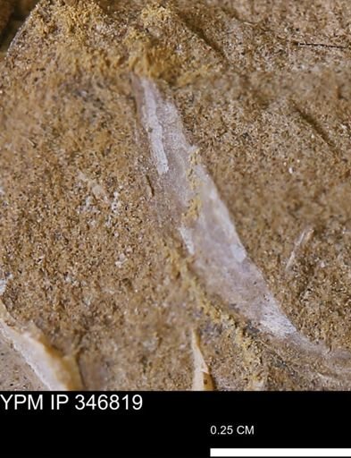 undet. Bivalvia