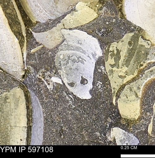 Limopsis striatopunctatus