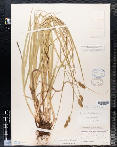 Carex normalis