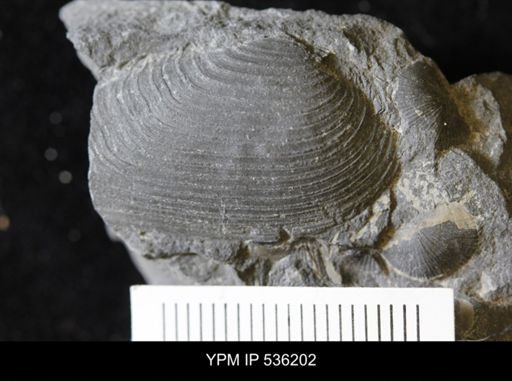Palaeoneilo?