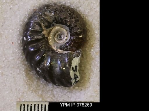 Hoploscaphites comprimus